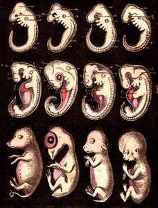 Embriones comparados de 4 vértebras 5 seres vivos): De izquierda a derecha: cerdo, gallina, conejo, hombre. Dibujo A. Demarle. 1885
