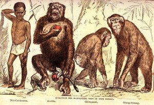 Evolución de los mamíferos hasta el tipo humano: Creación natural y seres vivos (De Jules Rengade). Dibujo de A. Demarle. 1885 de Alphonse Demarle