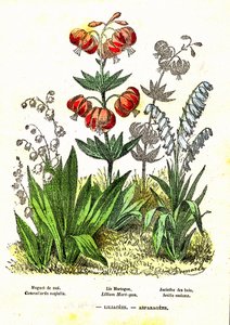 Liliacees, Asparagees: Creación natural y seres vivos. Dibujo de A. Demarle. 1885