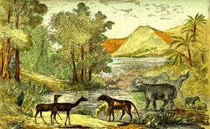 Prehistoria - Periodo Eoceno: De derecha a izquierda: Paloeotherium, Anoplotherium, Xiphodonts y las aves Tantalus. Creación natural y seres vivos. Dibujo A. Demarle. 1885