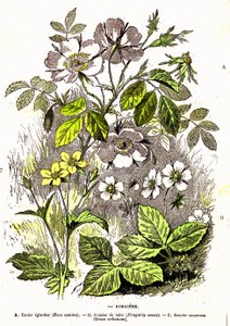 Rosáceas - Creación natural y seres vivos: Dibujo de A. Demarle. 1885 de Alphonse Demarle