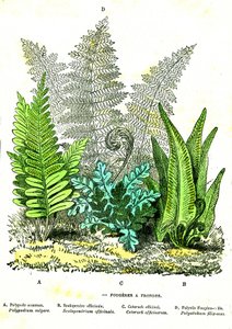 Sling Fougeres: Creación natural y seres vivos. Dibujo de A. Demarle. 1885