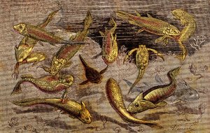 El Devónico (Prehistoria) Seres vivos: La lucha por la existencia de los seres vivos. La Creación Natural. Dibujo de A. Demarle. 1885