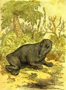 El Labyrinthodonte (Anfibio): Anfibio de la época del carbón. Creación natural y seres vivos. Dibujo A. Demarle 1885 de Alphonse Demarle