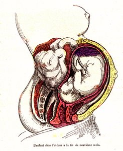 El niño en el útero (finales del 9º mes) - La vida normal y la salud de J. Rengade- Dibujo A.Demarle 1881 de Alphonse Demarle