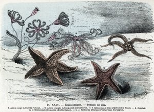 Zoological board; echinoderm, sea stars (asteries, ophiocoma, comatum and pentacrine) (Placa zoológica: estrellas de mar) Grabado de "L
