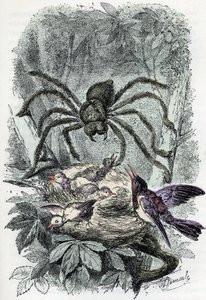 Zoological chart: arachnid, avicular mygalus surprising a bird-fly nest (Placa zoológica: arácnido, Avicularia) Grabado de "El hombre y la naturaleza" de Rengade