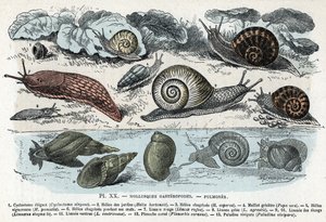 Placa zoológica; moluscos gasterópodos, pulmonados (cyclostoma, helice de los jardines y de la pena, babosa roja, babosa gris, limnea, planorb, paludine...) (Lámina zoológica: moluscos gasterópodos como babosa, cyclostoma, planorb, limnea) Grabado de "L