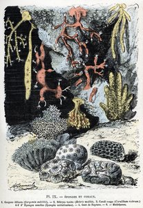 Carta zoológica: esponjas y corales (gorgona, bebryce, coral, esponjas, guante de neptuno) Grabado de "L