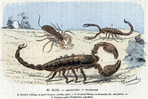 Zoological plate; arachnids, African scorpions, european scorpion, telyphone) (Placa zoológica: Arácnido, escorpión) Grabado de "L