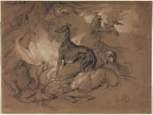 Estudios de Animales
