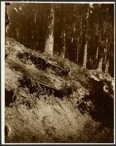 [Estudio de las raíces desenterradas de un árbol expuesto desde la ladera de una colina].