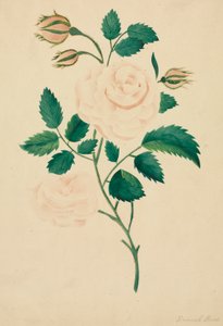 Rosa de Damasco (acuarela) de Altha Mary Nims