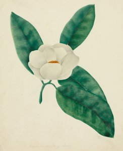 Magnolia (watercolor)