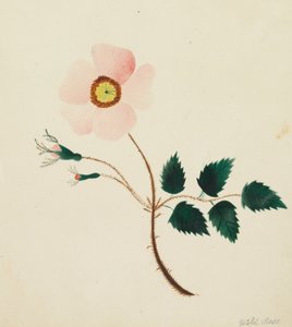 Rosa silvestre (acuarela)