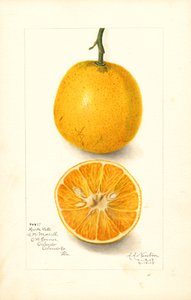 Naranjas tardías Harts (Citrus sinensis) (acuarela) de Amanda Almira Newton