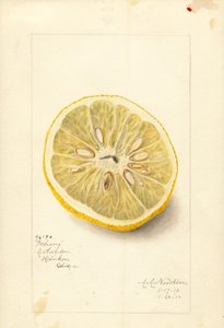 Naranja Ichang (Citrus sinensis) (acuarela) de Amanda Almira Newton
