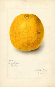 Naranja Ichang (Citrus sinensis) (acuarela) de Amanda Almira Newton