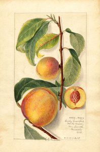 Melocotones (Prunus persica) (acuarela) de Amanda Almira Newton