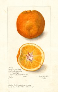 Naranjas Washington Navel ( Citrus sinensis) (acuarela) de Amanda Almira Newton