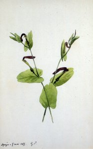 Aristolochia un gran género de plantas de la familia Aristolochiaceae (acuarela)