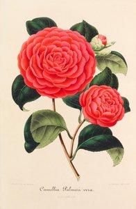Nueva iconografía de los camelias, 1850-1860 de Ambroise Alexandre Verschaffelt