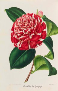 Nueva iconografía de los Camelias