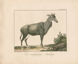  de Ambrosius Gabler