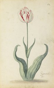 Tulipán "Speramondi", de un álbum de flores, c.1640 de Ambrosius the Younger Bosschaert