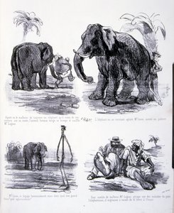 Ilustración para El arte de engordar y adelgazar de Amédée de Noé