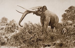 El Elefante de Chatham, ilustración de 