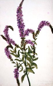 Hierba de sauce púrpura espigada (Epilobium) 1787 de Amelia Fancourt