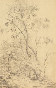 Árboles en Bromley [o Árboles]