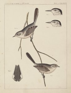 Aves - U.S.P.R.R. Exp. & Surveys, 35º Paralelo de American 19th Century