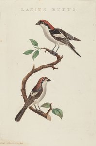 Lanius rufus de American 19th Century