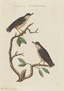 Sitta europea de American 19th Century