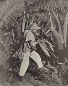 Recolector de Pulque Mexicano