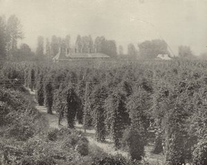 Un campo de lúpulo en Washington