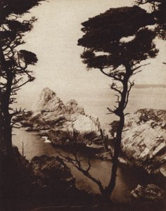 California: Ciprés de Monterey