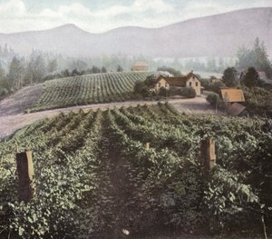 Oregón: Agricultura diversificada en el Valle de Willamette (foto)