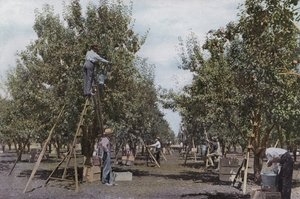 Oregón: Recolección de frutas en un huerto del Valle del Río Rouge (foto) de American Photographer (after)
