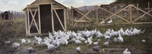 Oregón: Cría de aves de corral (foto)