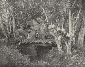 Escena Tropical en el Estado de Veracruz, México de American Photographer (after)