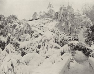 Follaje de Invierno en la Isla Luna
