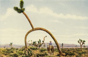 Un castus gigante en el desierto de Mojave (foto en color)