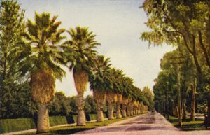 Un paseo de palmeras cerca de Los Ángeles (foto en color) de American Photographer