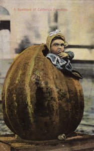 Un espécimen de calabazas de California de American Photographer