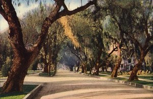 Avenida de los Pimenteros, Pasadena (foto en color) de American Photographer
