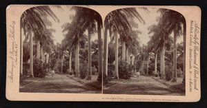 Avenida de palmas reales, terrenos del Hospital de la Reina, Honolulu, Islas Hawaianas de American Photographer