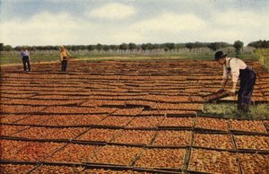 Secado de albaricoques, Valle de San Jouquin (foto en color)
